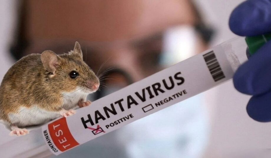 Хантавірусні інфекції: що це і як уберегтися